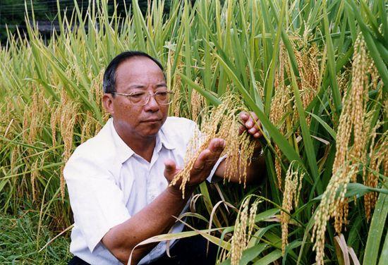 谢华安院士：保障种源自主可控 守护农业的中国“芯”