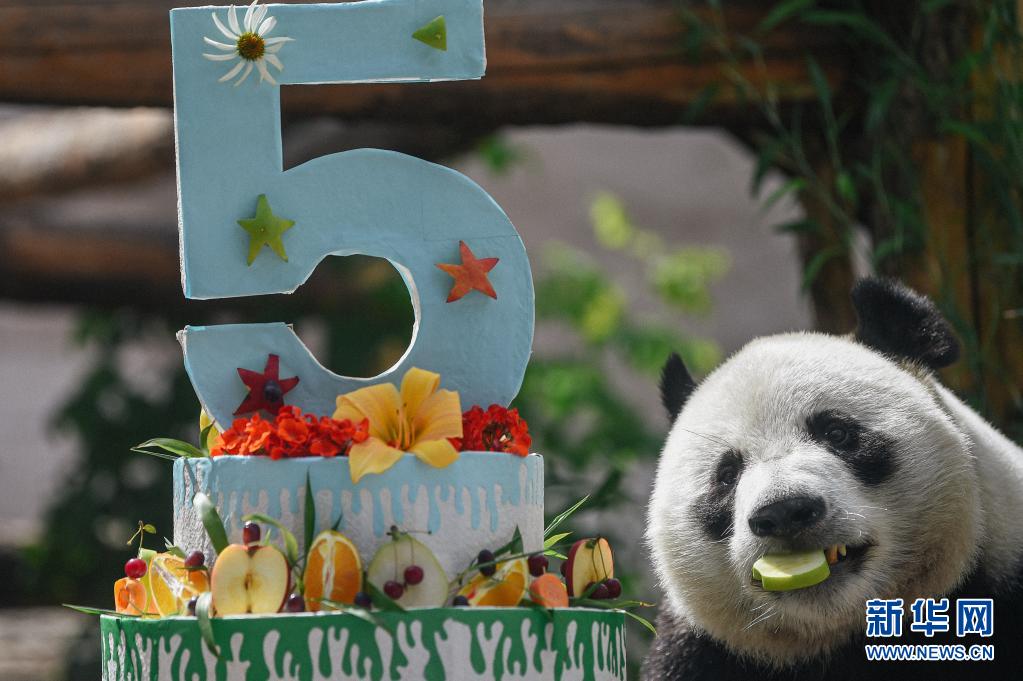 莫斯科动物园为大熊猫“如意”庆祝生日