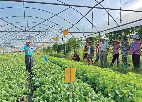 科技支撑海南夏秋淡季蔬菜种植