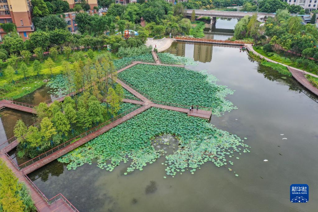 重庆南岸：苦竹溪生态修复显成效