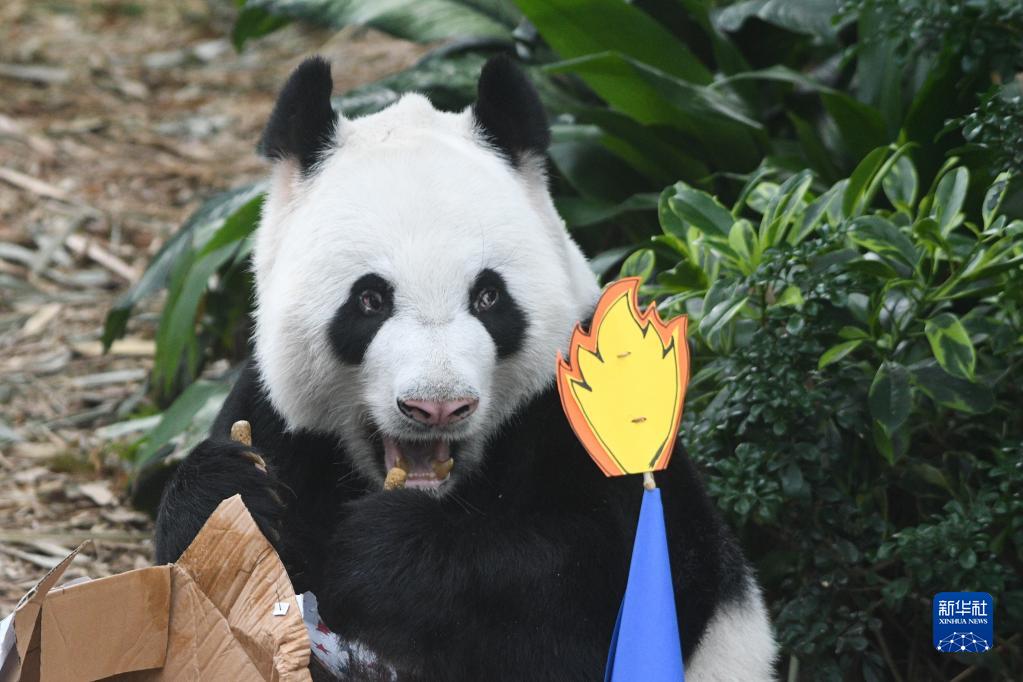新加坡：为大熊猫“凯凯”庆生，并确定其幼崽为雄性
