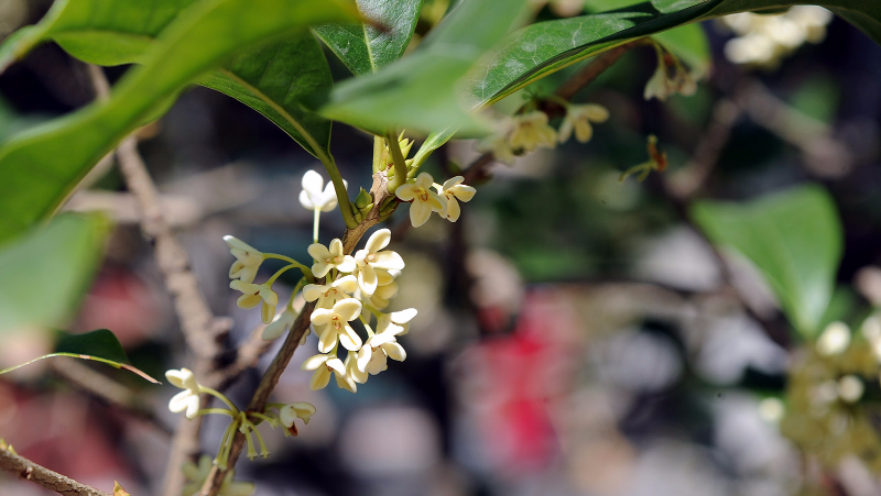 中秋游园：颐和园桂花进入最佳观赏期，这两个时段花香最浓
