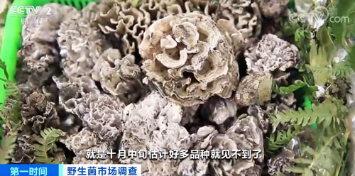 云南：雨季结束产量减少 野生菌价格上涨
