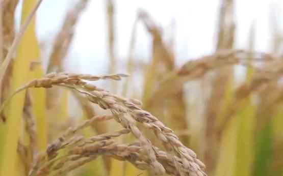 亩产659.3公斤 新疆优质高产耐盐碱水稻单产创新高