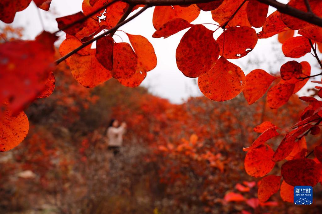 河北沙河：深秋红叶染山林