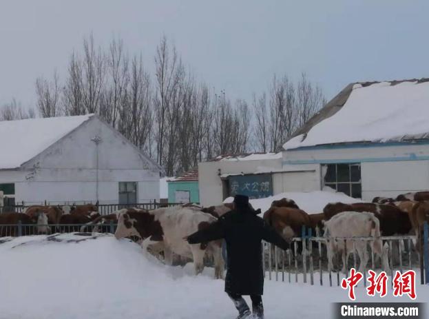 图为民警将牛赶回牧民家。　通辽市公安局科尔沁区分局供图